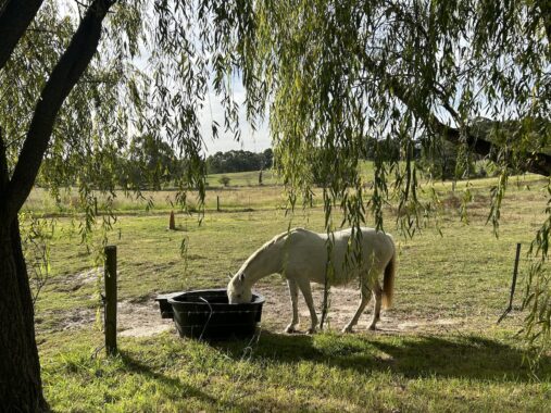 Picture of a horse grazing in a paddock at Wiggly Bottom Farm stay in Victoria